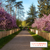 Hanami au Parc de Sceaux 2026, les cerisiers en fleurs et ses  animations