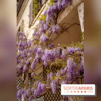 Château de Courson et son domaine : Parc Botanique et Jardin Remarquable en Région Parisienne  - A7C03024