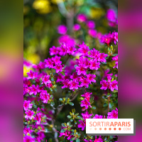 Parc et Jardins du Château de Fontainebleau - les photos  - A7C04481