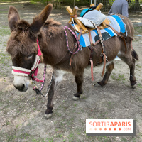 Avon'Ânes, les balades avec des ânes, à Avon - nos photos - IMG 7779