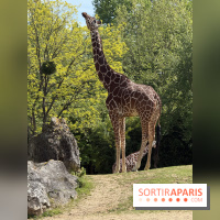 ZooParc de Beauval et Hôtel Les Pagodes de Beauval - IMG 5377