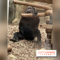 ZooParc de Beauval et Hôtel Les Pagodes de Beauval - IMG 5425