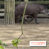 ZooParc de Beauval et Hôtel Les Pagodes de Beauval - IMG 5449