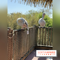 ZooParc de Beauval et Hôtel Les Pagodes de Beauval - IMG 5559