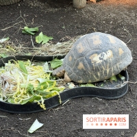 ZooParc de Beauval et Hôtel Les Pagodes de Beauval - IMG 5615