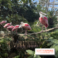 ZooParc de Beauval et Hôtel Les Pagodes de Beauval - IMG 5626