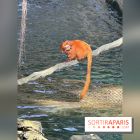 ZooParc de Beauval et Hôtel Les Pagodes de Beauval - IMG 5635