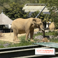 ZooParc de Beauval et Hôtel Les Pagodes de Beauval - IMG 5647