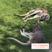 ZooParc de Beauval et Hôtel Les Pagodes de Beauval - IMG 5651