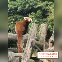 ZooParc de Beauval et Hôtel Les Pagodes de Beauval - IMG 5850