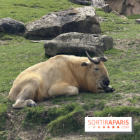 ZooParc de Beauval et Hôtel Les Pagodes de Beauval - IMG 5908