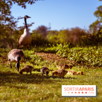 Le Parc des Ibis au Vésinet dans les Yvelines en Région Parisienne - photos  - A7200644