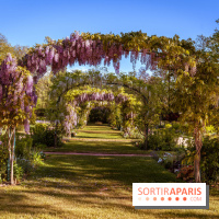 Le Parc des Ibis au Vésinet dans les Yvelines en Région Parisienne - photos  - A7200434 2