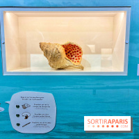 Préhistoire, entre utopie et réalité  - IMG 5624