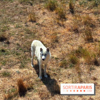 Les Loudges, les hébergements devant les loups arctiques au Zoo de Thoiry
