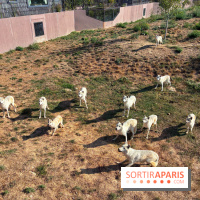 Les Loudges, les hébergements devant les loups arctiques au Zoo de Thoiry