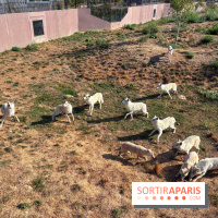 Les Loudges, les hébergements devant les loups arctiques au Zoo de Thoiry