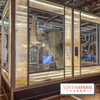 Magie à la Cité des sciences, l'expo qui explique pourquoi on se fait avoir