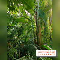 Automne tropical 2026