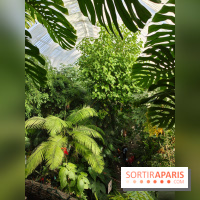 Automne tropical 2026