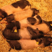 salon de l'agriculture