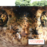 Exposition Planète Grenouille par Cyril Ruoso au Jardin des Plantes