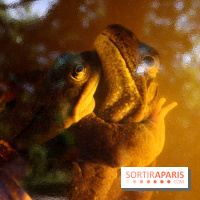 Exposition Planète Grenouille par Cyril Ruoso au Jardin des Plantes
