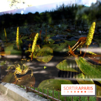 Exposition Planète Grenouille par Cyril Ruoso au Jardin des Plantes