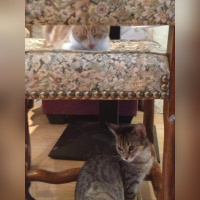 Le Café des Chats à Paris