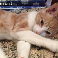 Le Café des Chats à Paris