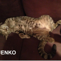 Le Café des Chats à Paris