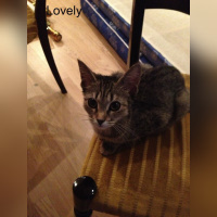 Le Café des Chats à Paris