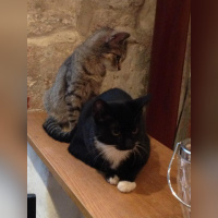 Le Café des Chats à Paris