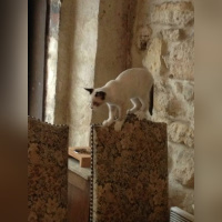 Le Café des Chats à Paris