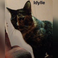 Le Café des Chats à Paris