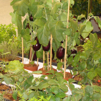 Salon oh my food 2011