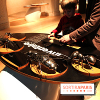 Mille milliards de fourmis au Palais de la Découverte