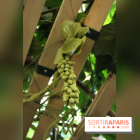 Noces Végétales au Jardin des Plantes : la traversée végétale