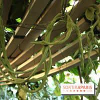 Noces Végétales au Jardin des Plantes: la traversée végétale