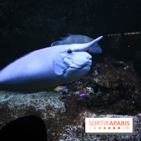 Aquarium de la Porte Dorée à Paris