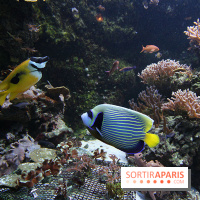 Aquarium de la Porte Dorée à Paris