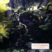 Aquarium de la Porte Dorée à Paris