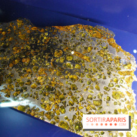 Exposition Nuit au Muséum Natinaol d'Histoire Naturelle