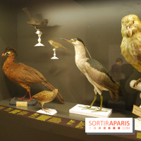 Exposition Nuit au Muséum Natinaol d'Histoire Naturelle
