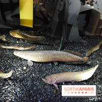 Exposition Nuit au Muséum Natinaol d'Histoire Naturelle