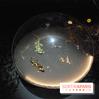 Exposition Nuit au Muséum Natinaol d'Histoire Naturelle