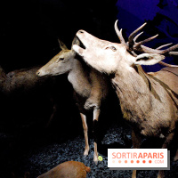 Exposition Nuit au Muséum Natinaol d'Histoire Naturelle