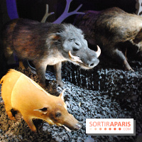 Exposition Nuit au Muséum Natinaol d'Histoire Naturelle