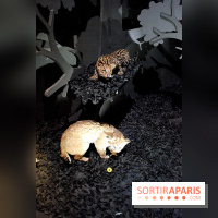 Exposition Nuit au Muséum Natinaol d'Histoire Naturelle