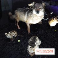 Exposition Nuit au Muséum Natinaol d'Histoire Naturelle